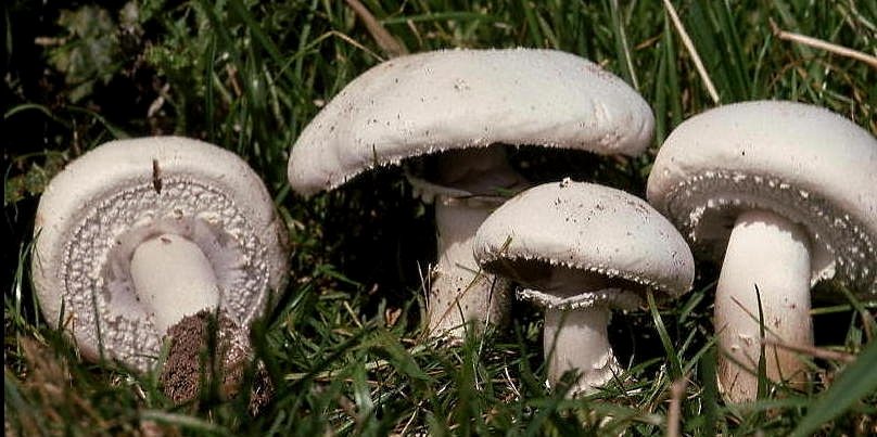 Katalogfoto von Anischampignon