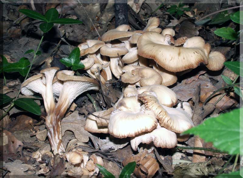 Katalogfoto von Anisegerling
