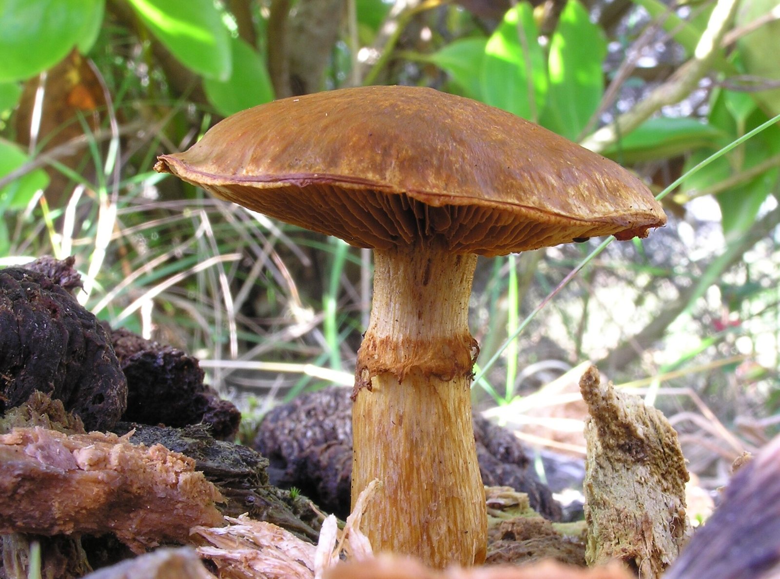 Artfoto von Berandeter Flämmling aus dem Pilzkatalog
