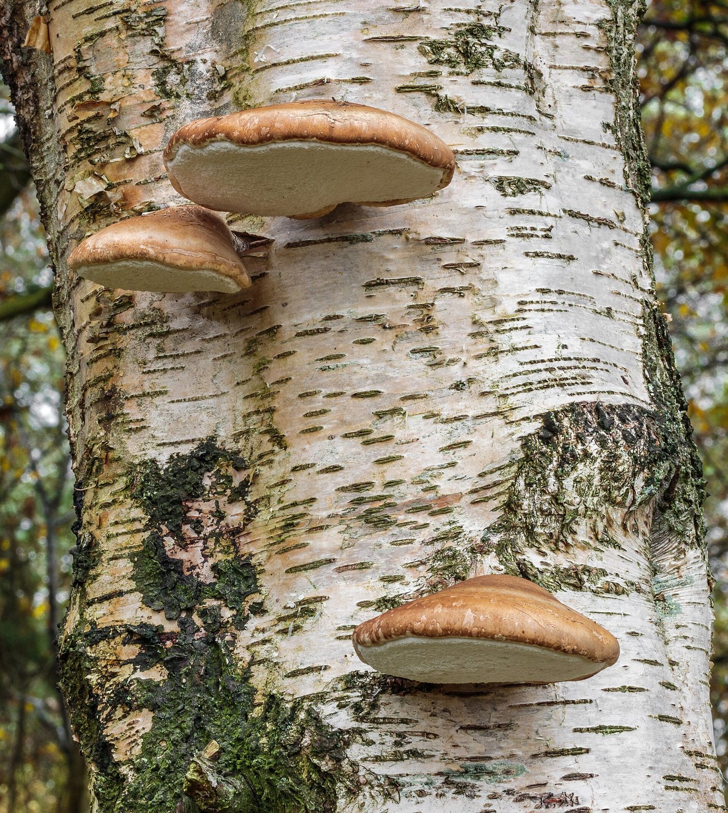 Artfoto von Birkenporling aus dem Pilzkatalog
