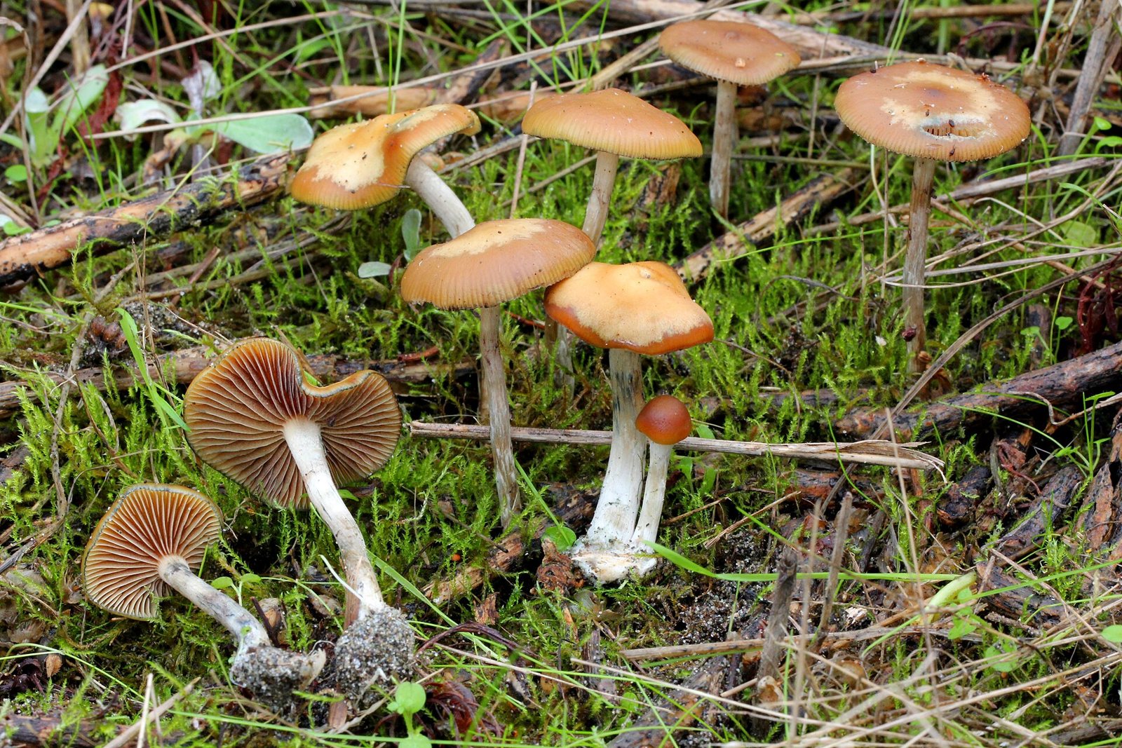 Artfoto von Blauender Träuschling aus dem Pilzkatalog