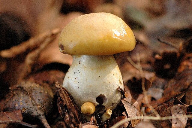 Artfoto von Blauer Schleimkopf aus dem Pilzkatalog