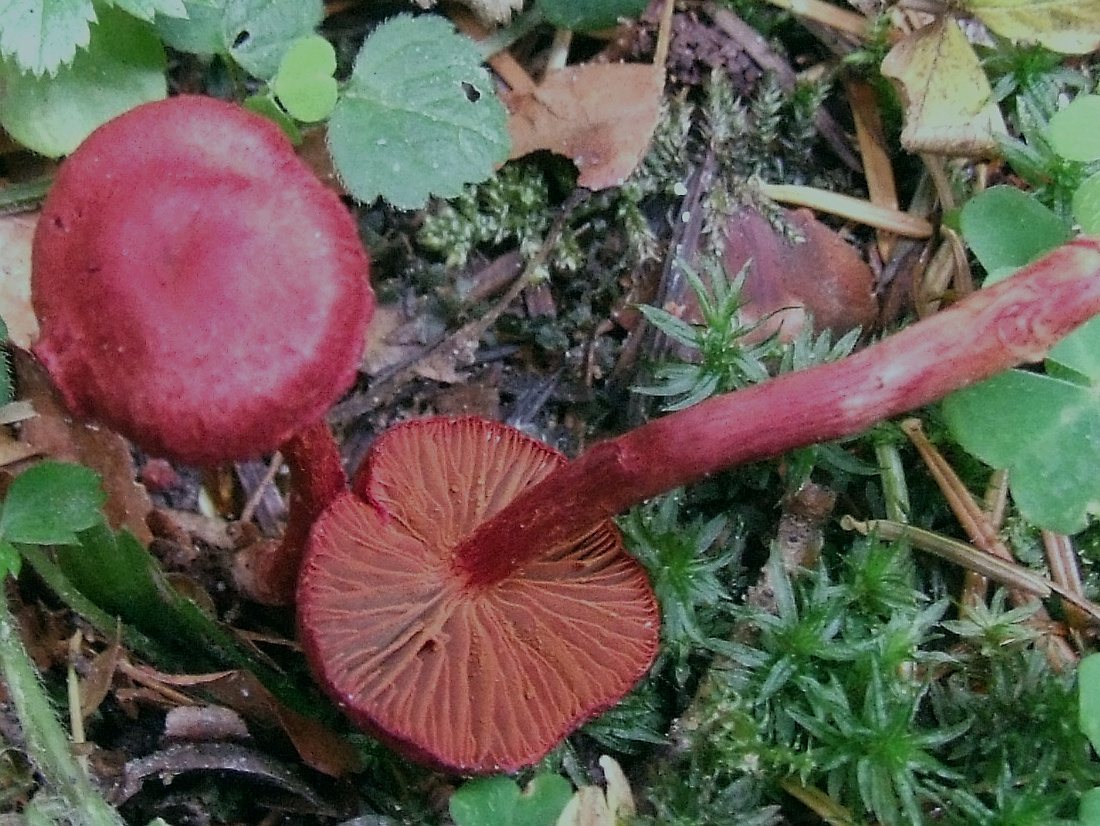 Artfoto von Blutroter Hautkopf aus dem Pilzkatalog