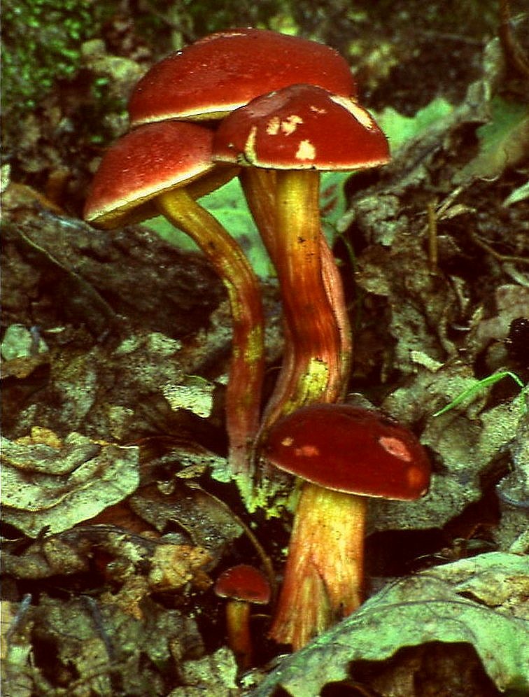 Artfoto von Blutroter Röhrling aus dem Pilzkatalog