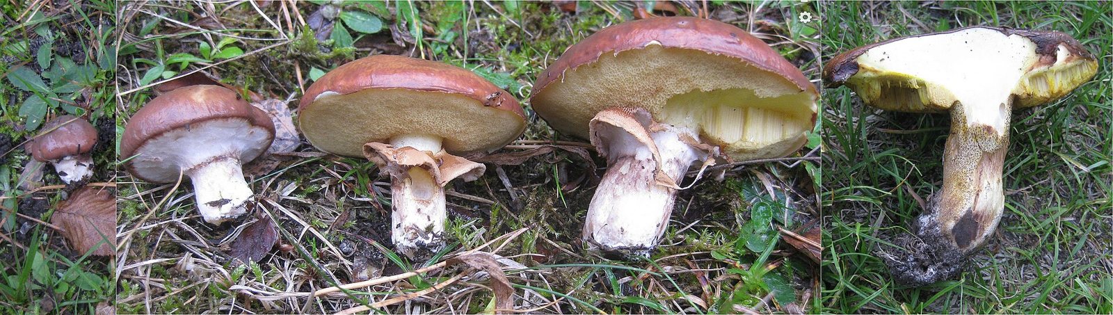 Artfoto von Butterpilz aus dem Pilzkatalog