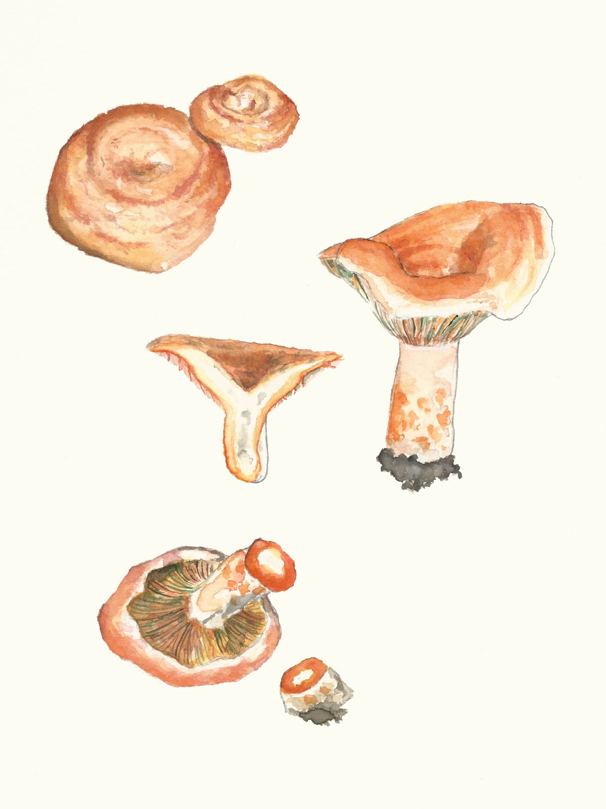 Artfoto von Edelreizker aus dem Pilzkatalog