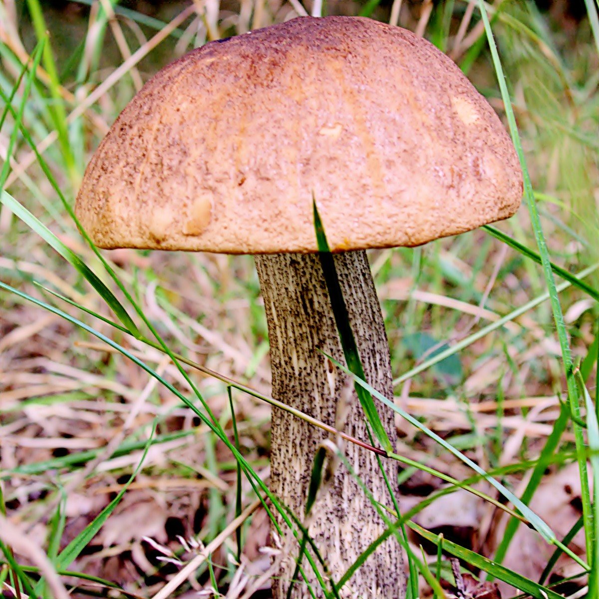 Artfoto von Eichen-Rotkappe aus dem Pilzkatalog
