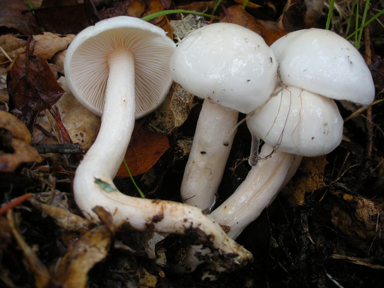Artfoto von Elfenbein-Schneckling aus dem Pilzkatalog