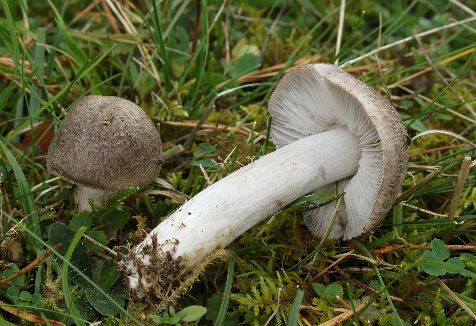 Artfoto von Erdritterling aus dem Pilzkatalog
