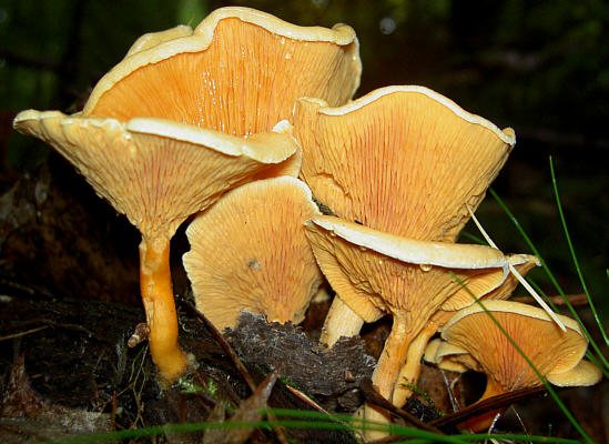 Artfoto von Falscher Pfifferling aus dem Pilzkatalog