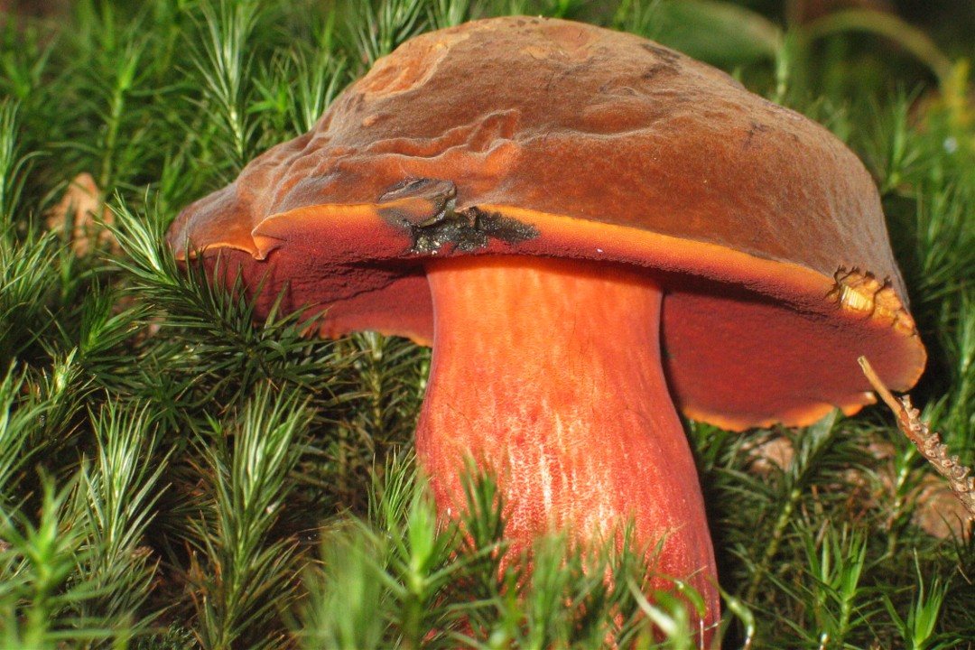 Artfoto von Fichten-Hexenröhrling aus dem Pilzkatalog
