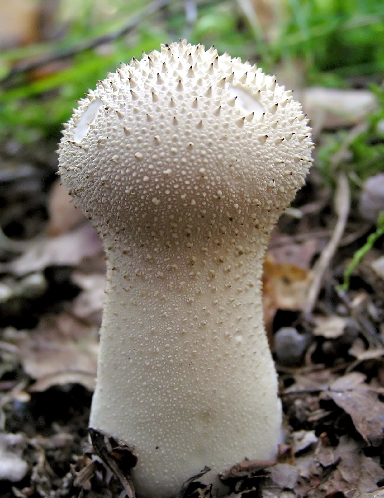 Artfoto von Flaschenstäubling aus dem Pilzkatalog