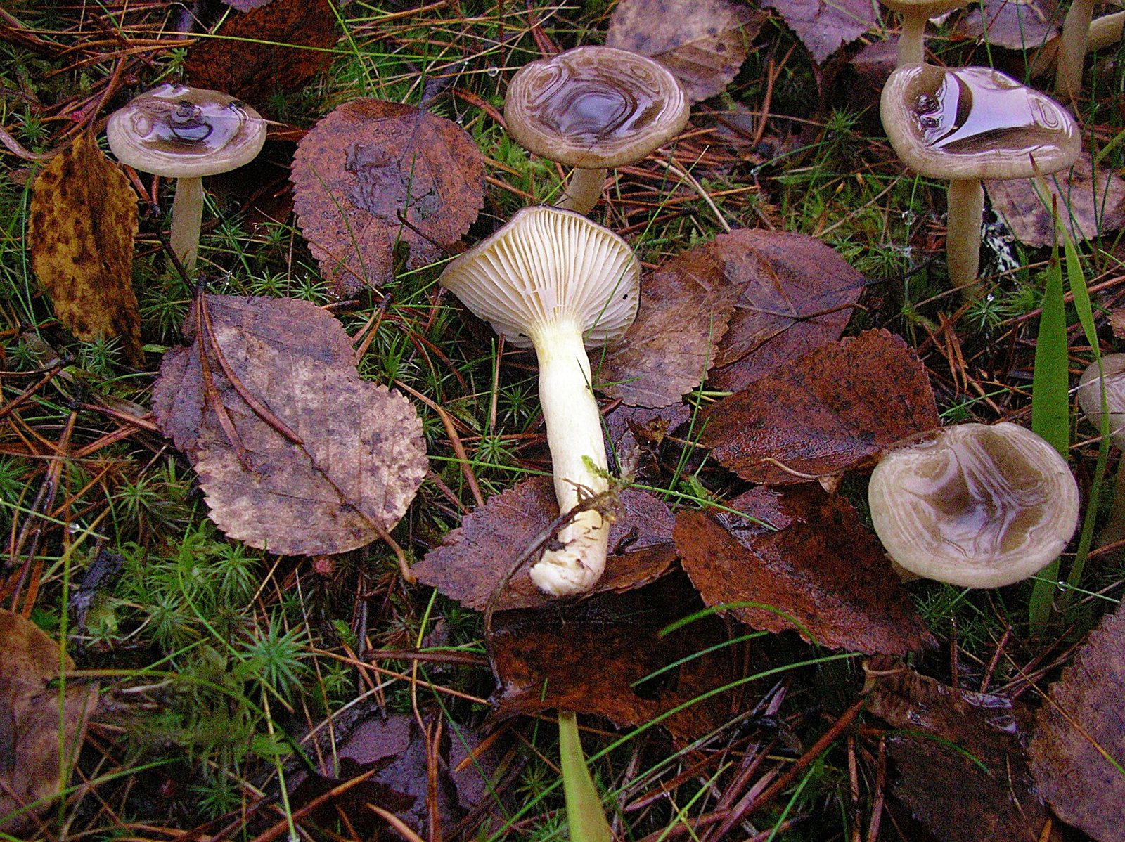 Artfoto von Frostschneckling aus dem Pilzkatalog