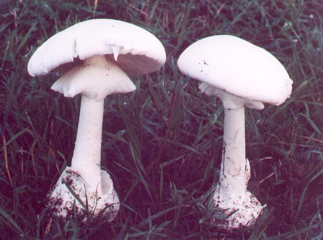 Artfoto von Frühlings-Knollenblätterpilz aus dem Pilzkatalog