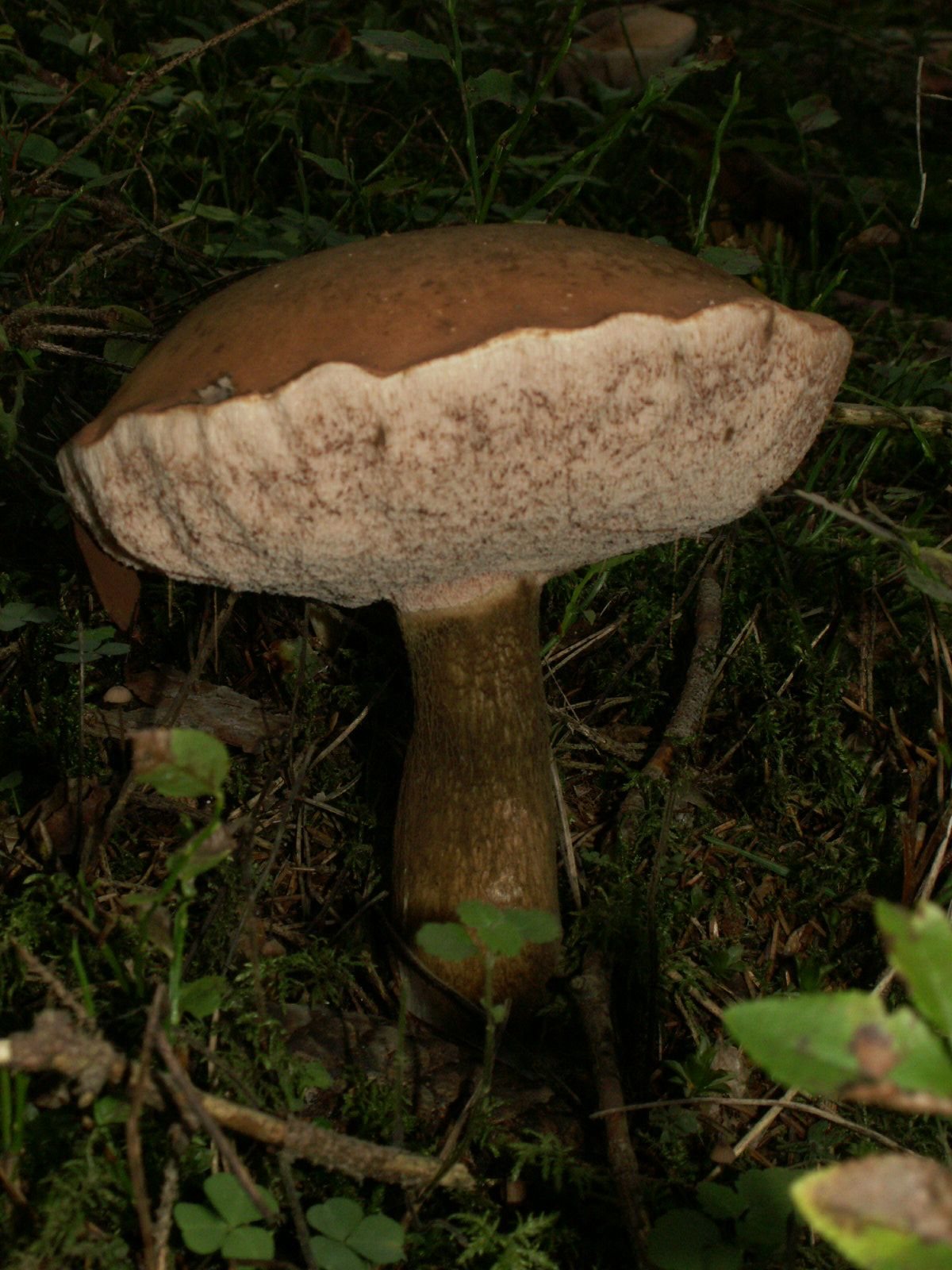 Artfoto von Gallenröhrling aus dem Pilzkatalog