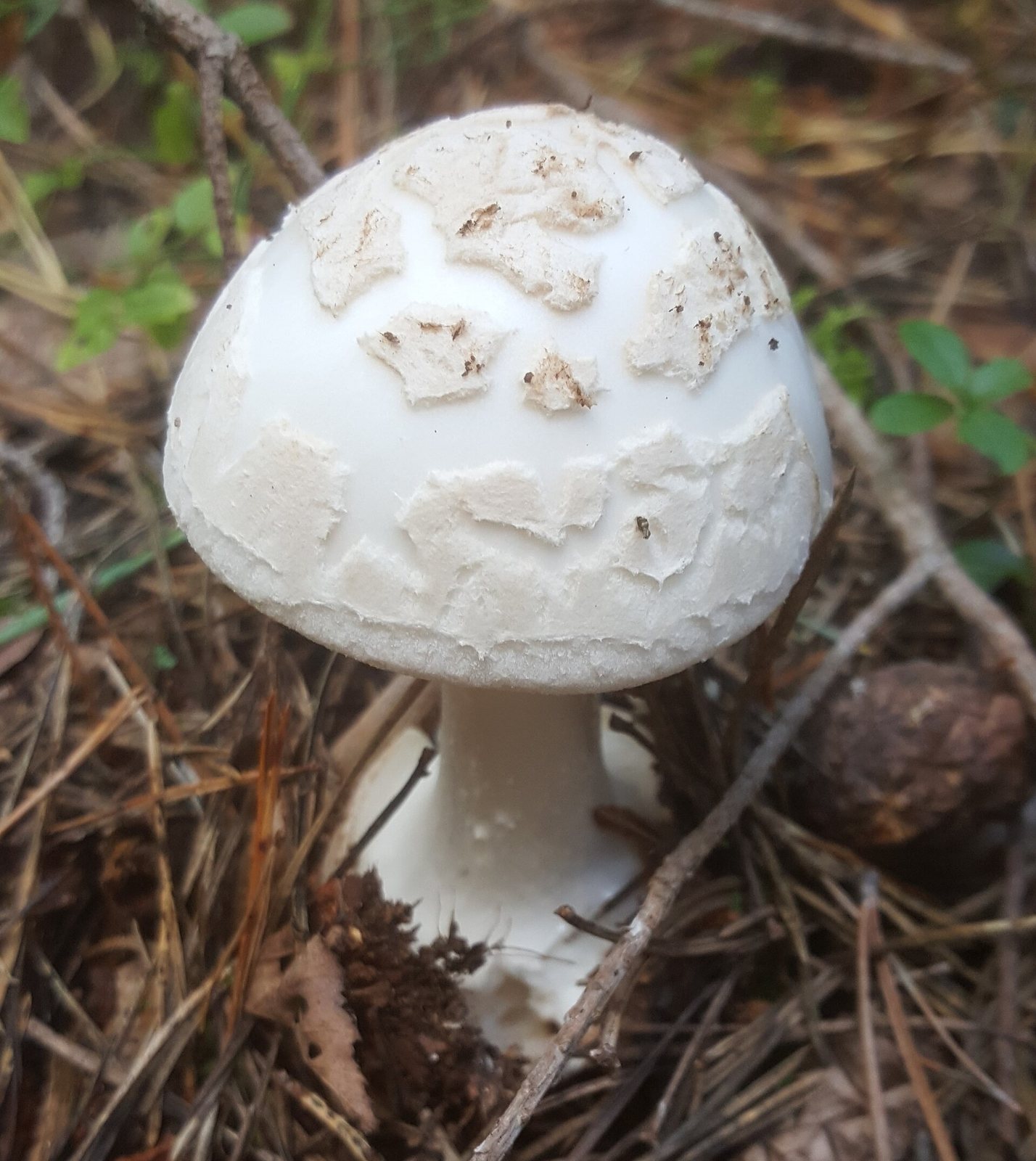 Artfoto von Gelber Knollenblätterpilz aus dem Pilzkatalog