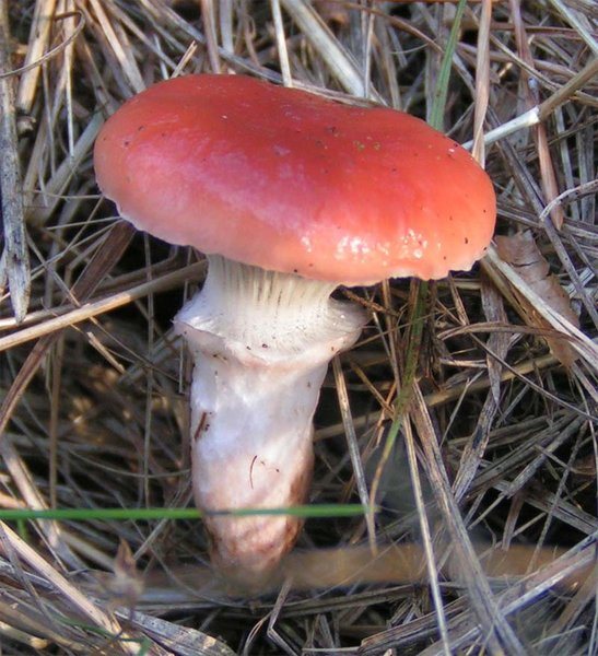 Artfoto von Gemeiner Gelbfuß aus dem Pilzkatalog