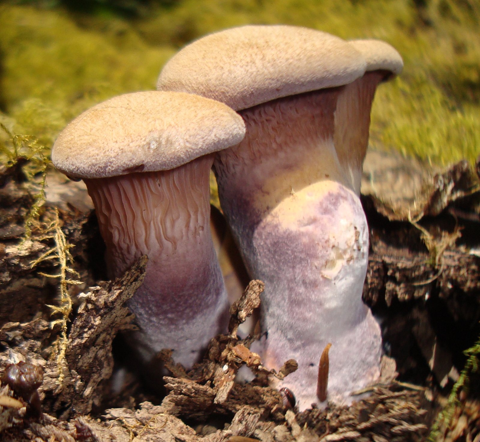 Artfoto von Gemeiner Knäueling aus dem Pilzkatalog