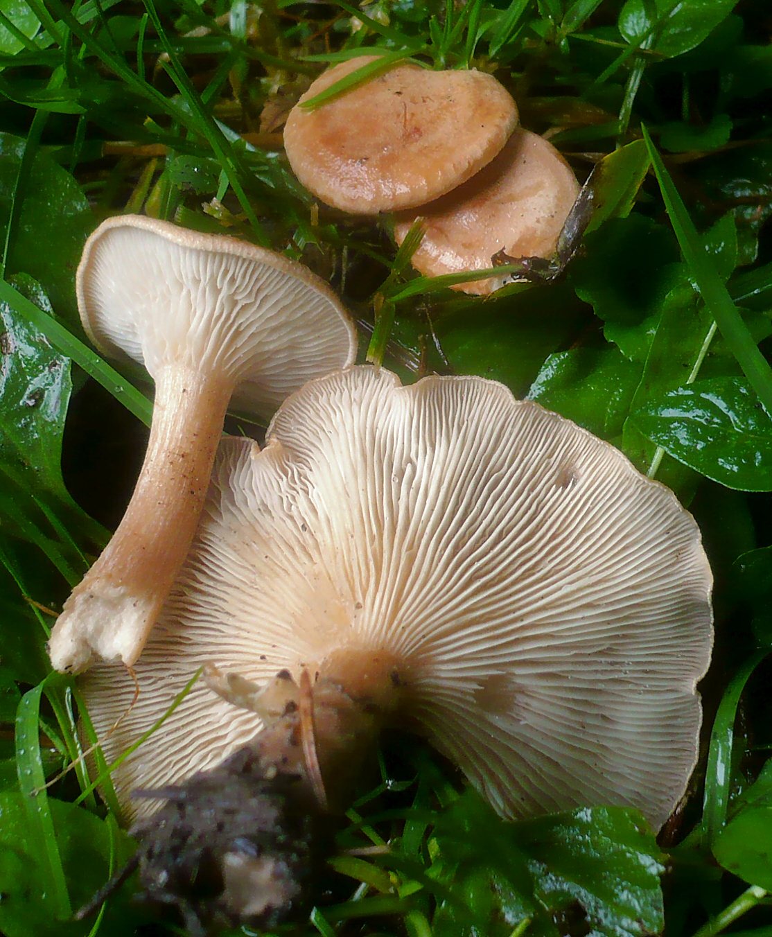 Artfoto von Gerippter Trichterling aus dem Pilzkatalog