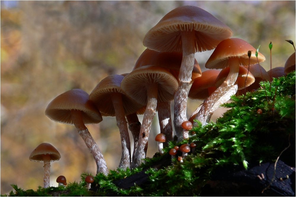 Artfoto von Gift-Häubling aus dem Pilzkatalog