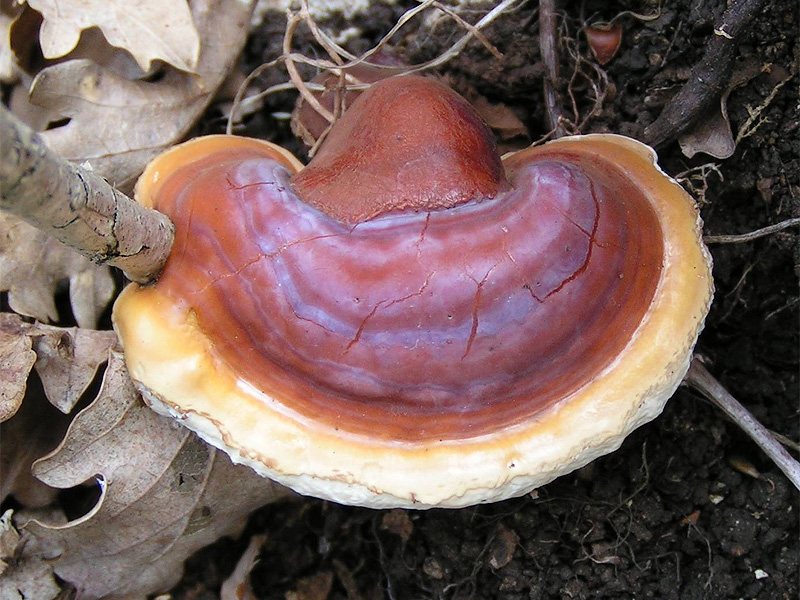 Artfoto von Glänzender Lackporling aus dem Pilzkatalog