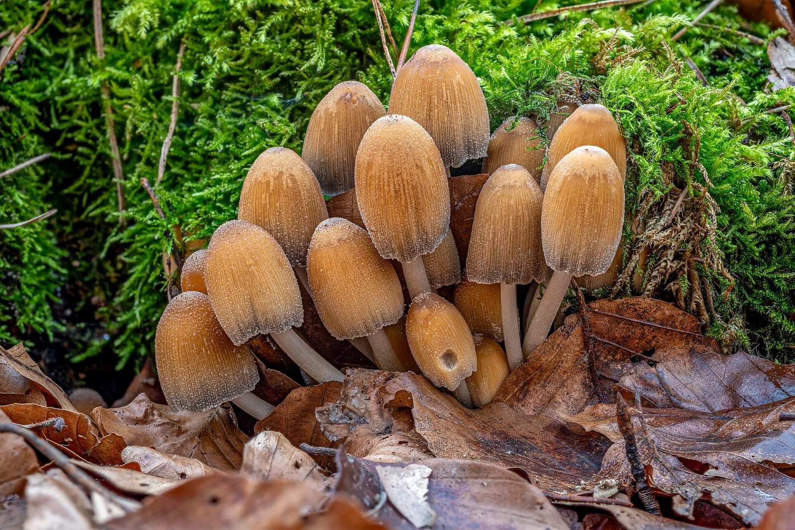 Artfoto von Glimmertintling aus dem Pilzkatalog