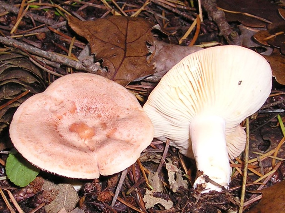 Artfoto von Goldflüssiger Milchling aus dem Pilzkatalog