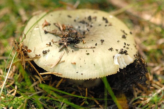 Artfoto von Grasgrüner Täubling aus dem Pilzkatalog