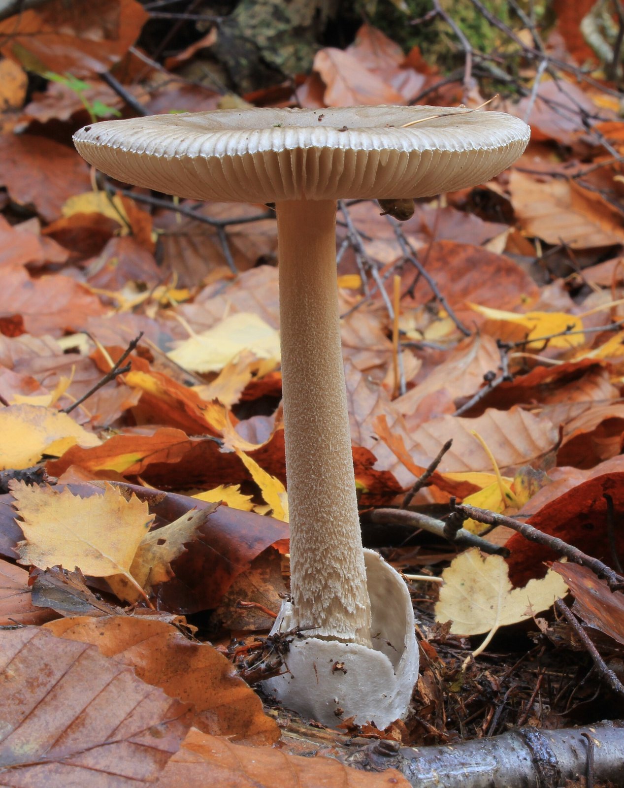 Artfoto von Grauer Scheidenstreifling aus dem Pilzkatalog