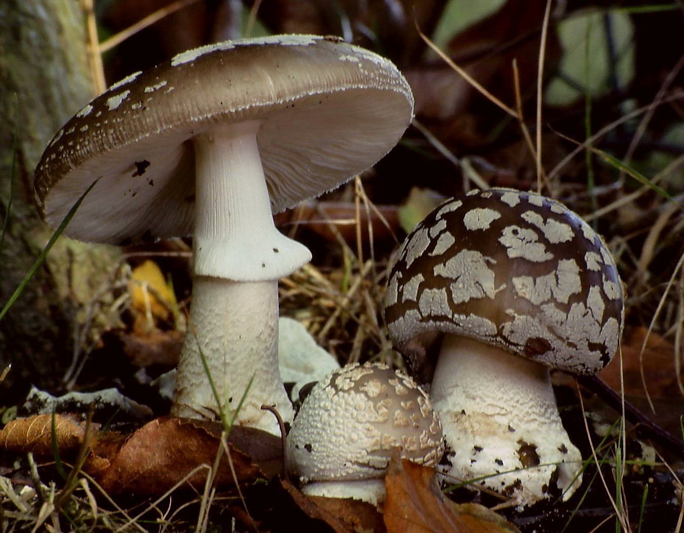 Artfoto von Grauer Wulstling aus dem Pilzkatalog