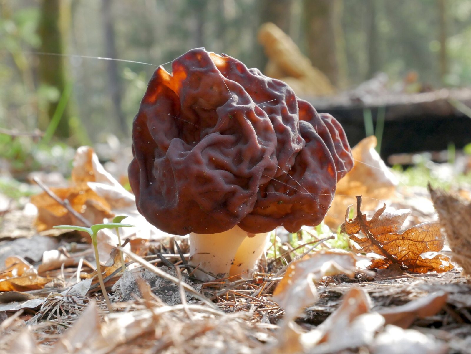 Artfoto von Grubenlorchel aus dem Pilzkatalog