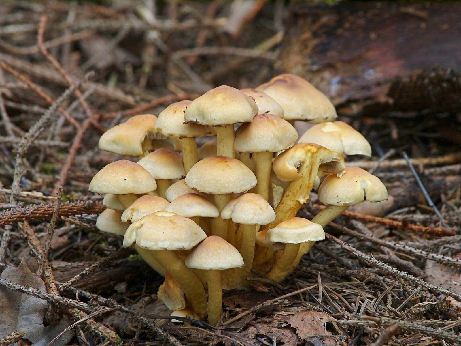 Artfoto von Grünblättriger Schwefelkopf aus dem Pilzkatalog