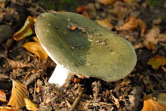 Artfoto von Grünblättriger Täubling aus dem Pilzkatalog