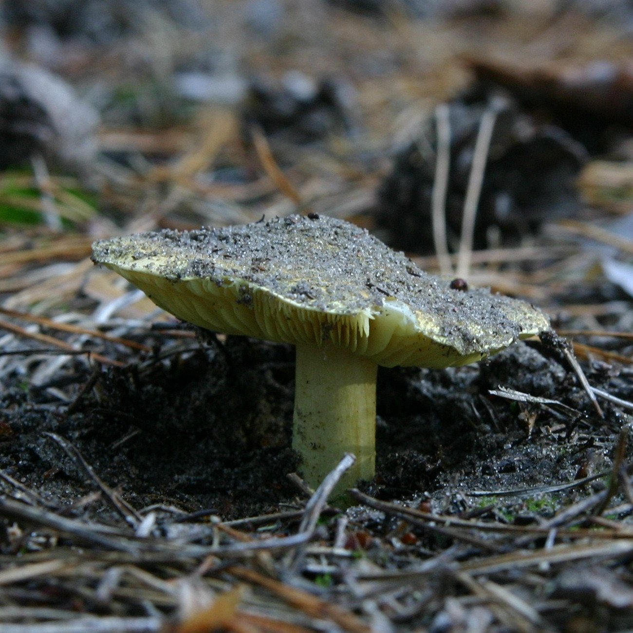 Artfoto von Grünling aus dem Pilzkatalog