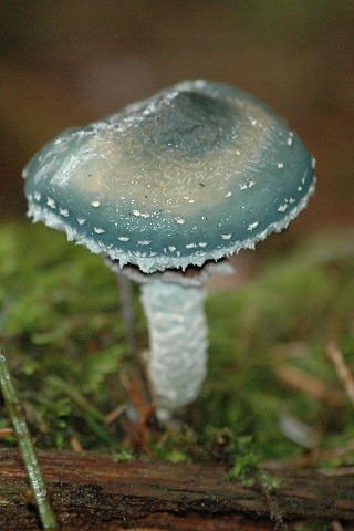 Artfoto von Grünspanträuschling aus dem Pilzkatalog