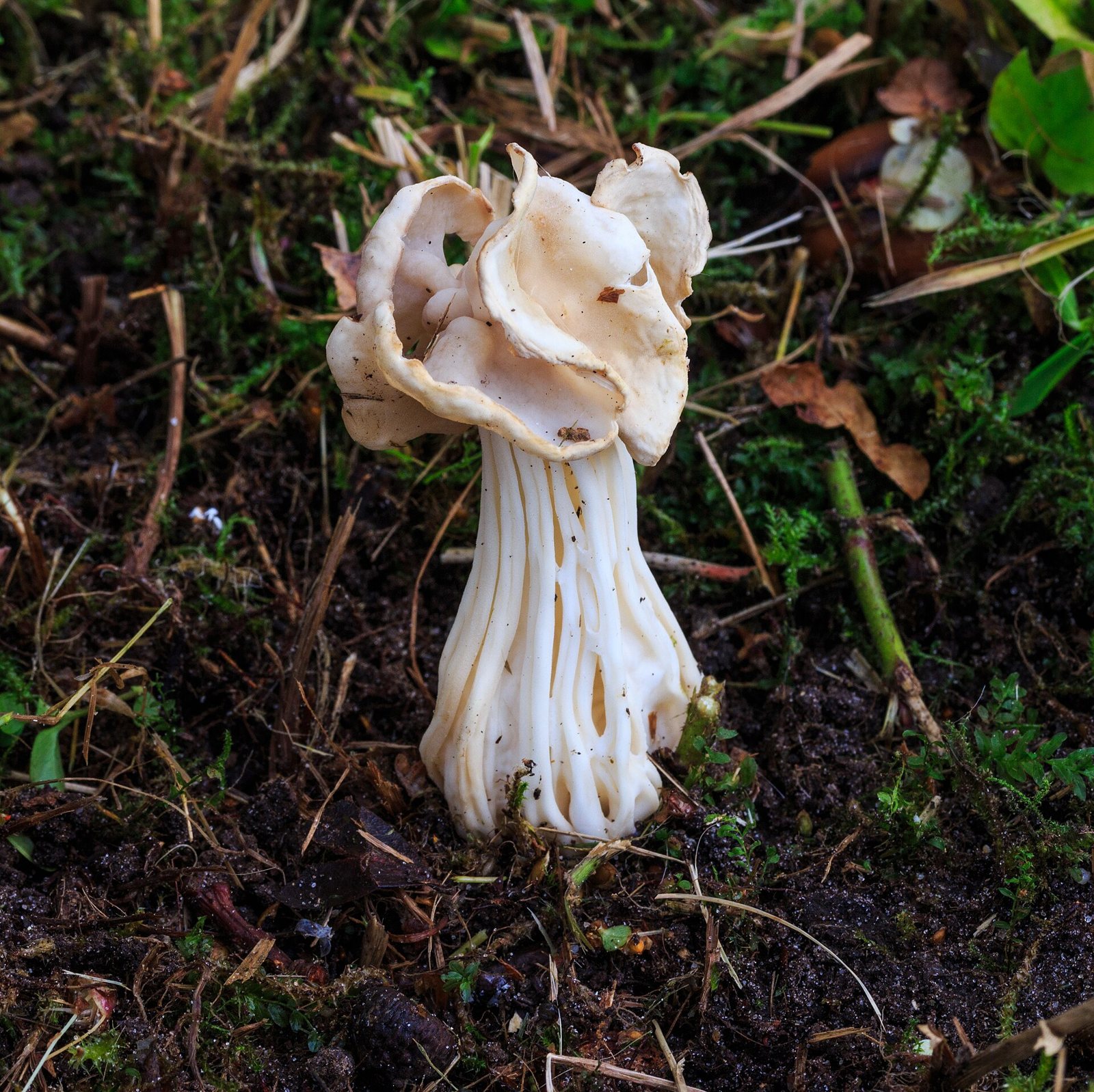 Artfoto von Herbstlorchel aus dem Pilzkatalog