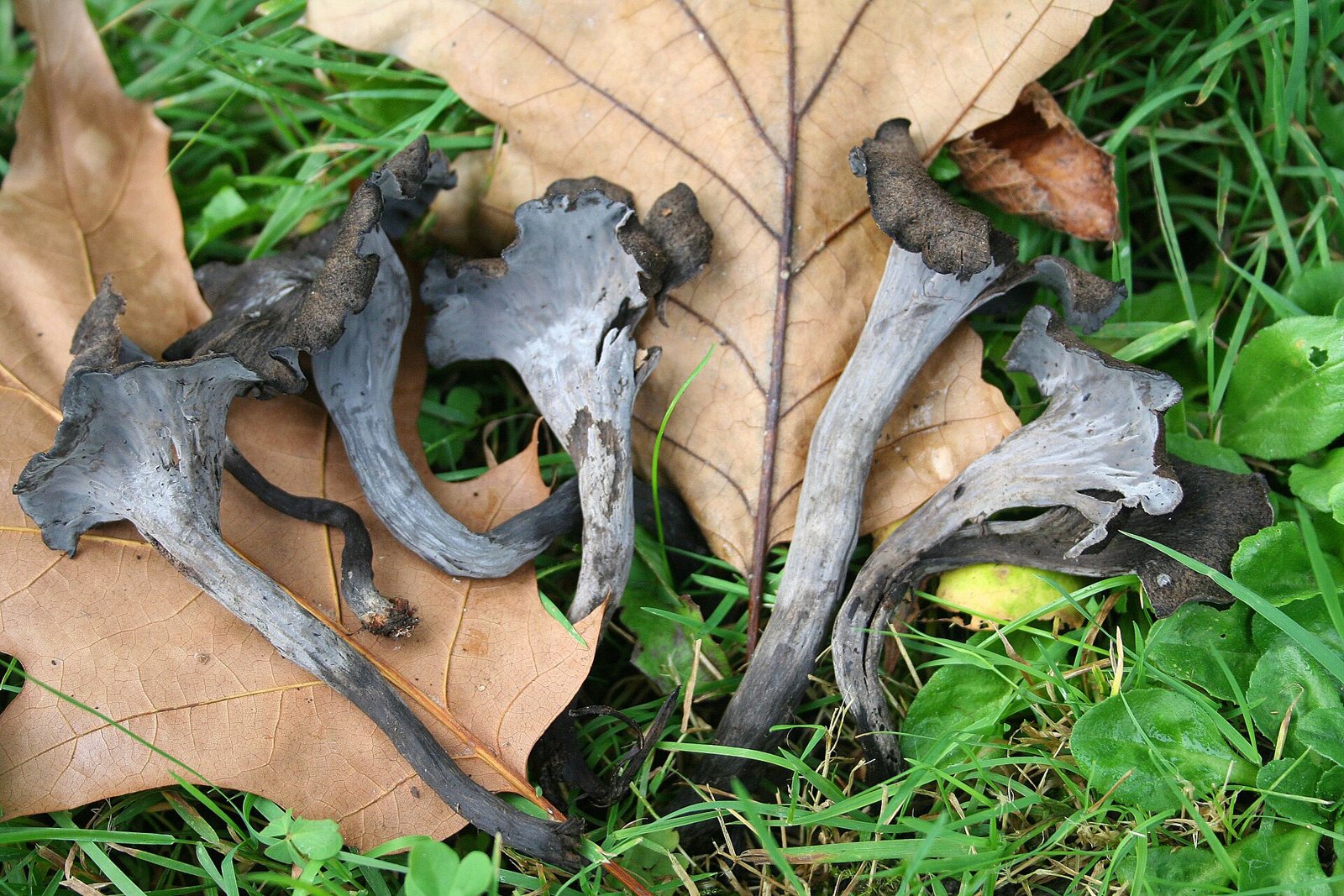 Artfoto von Herbsttrompete aus dem Pilzkatalog