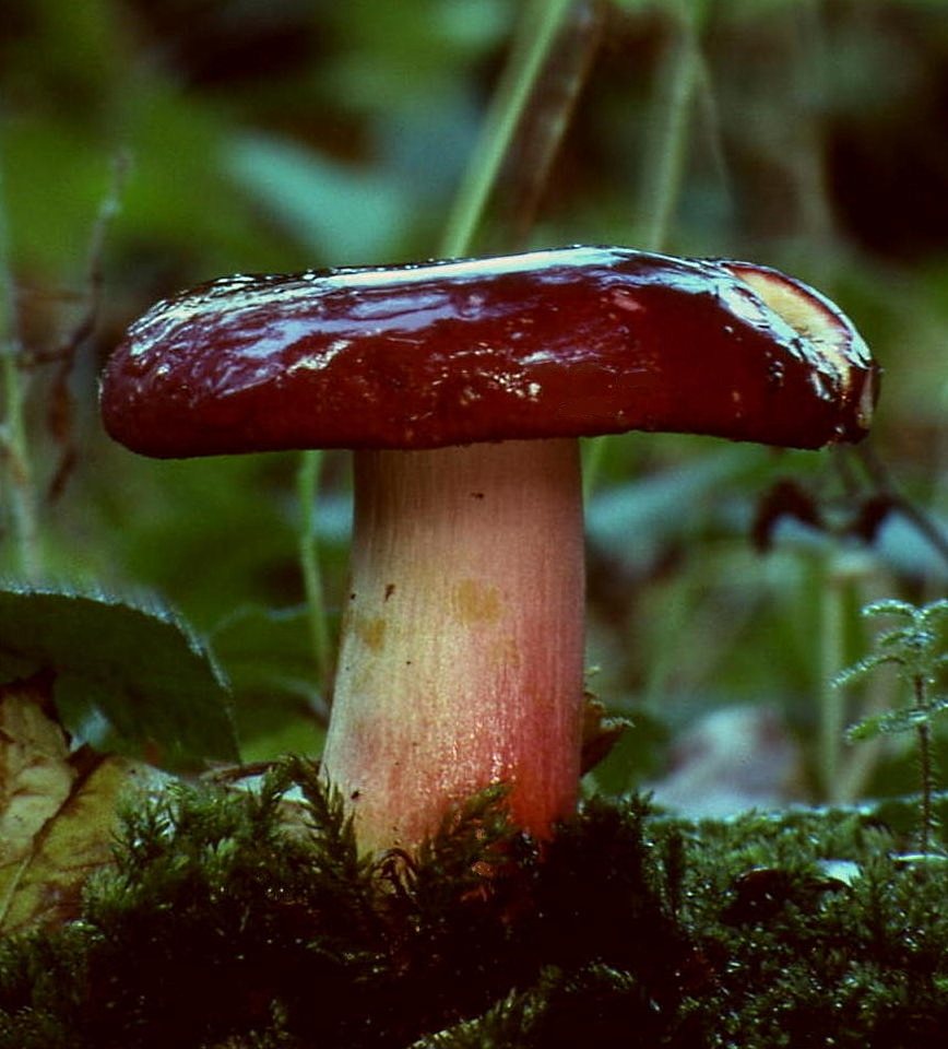 Artfoto von Heringstäubling aus dem Pilzkatalog
