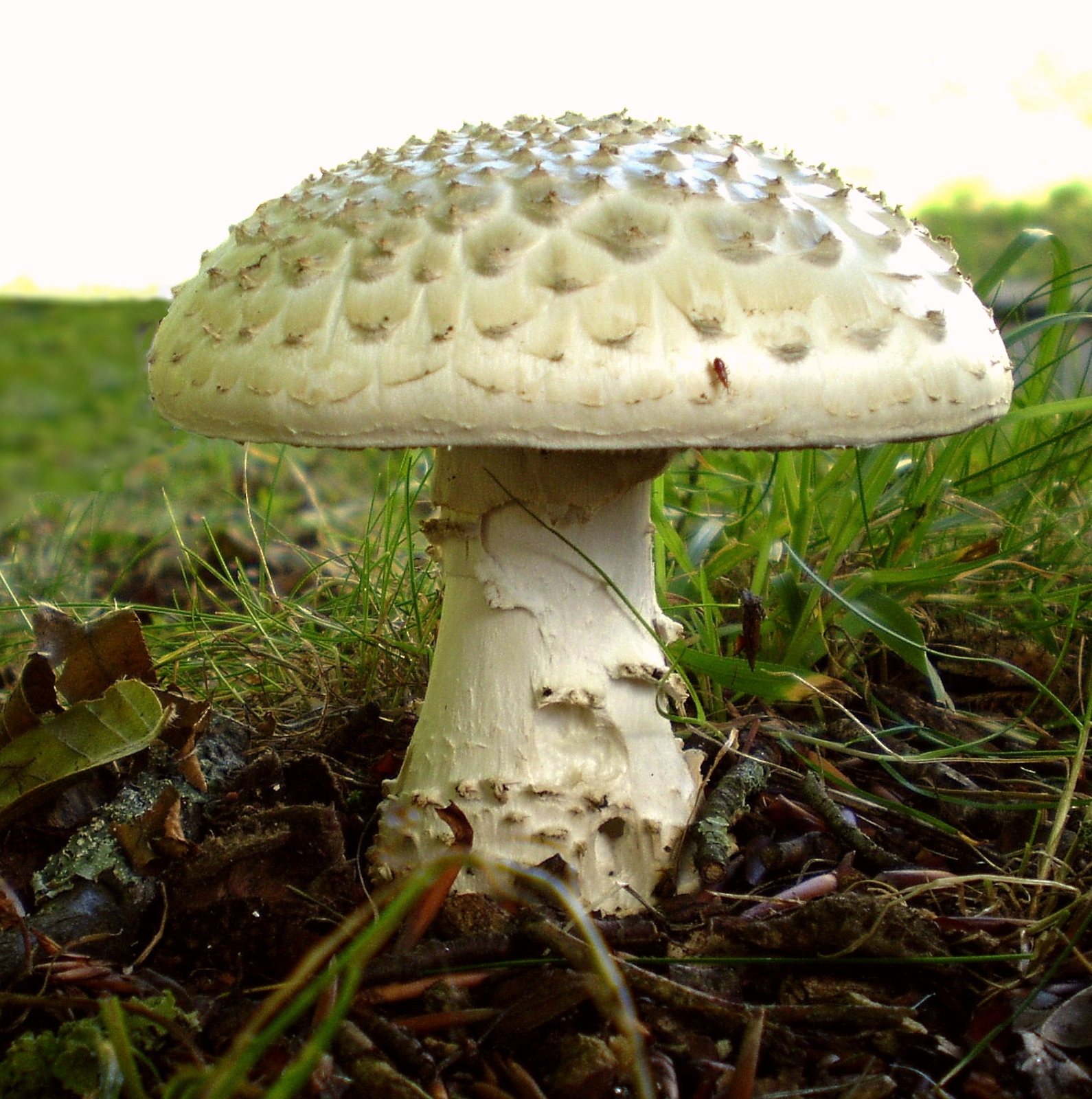 Artfoto von Igel-Wulstling aus dem Pilzkatalog