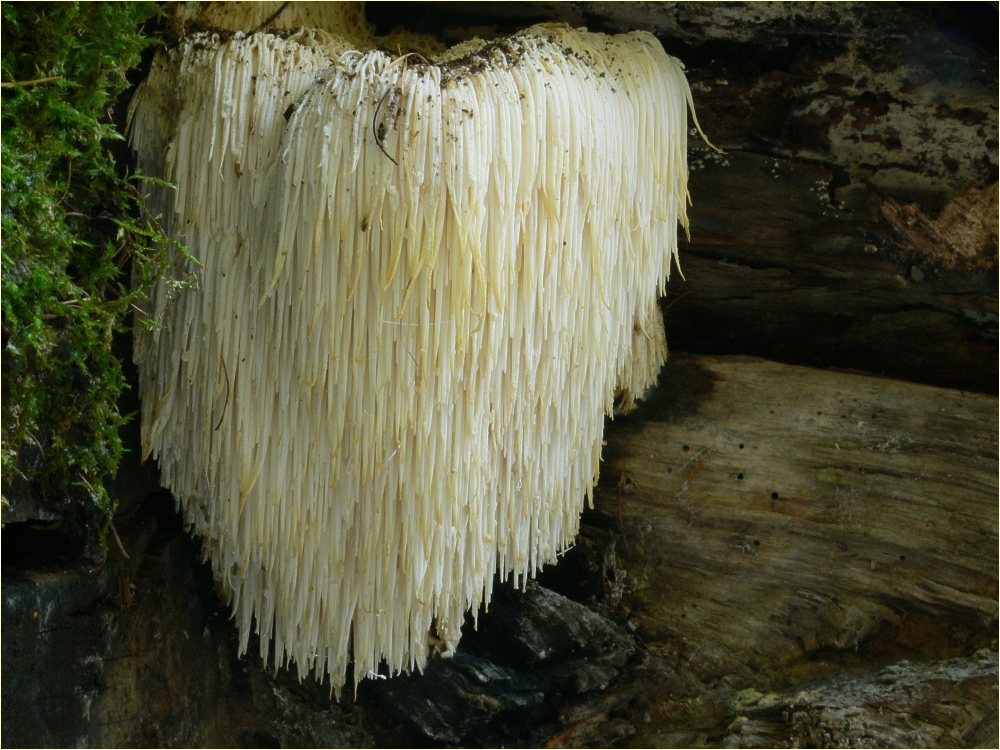 Artfoto von Igelstachelbart aus dem Pilzkatalog