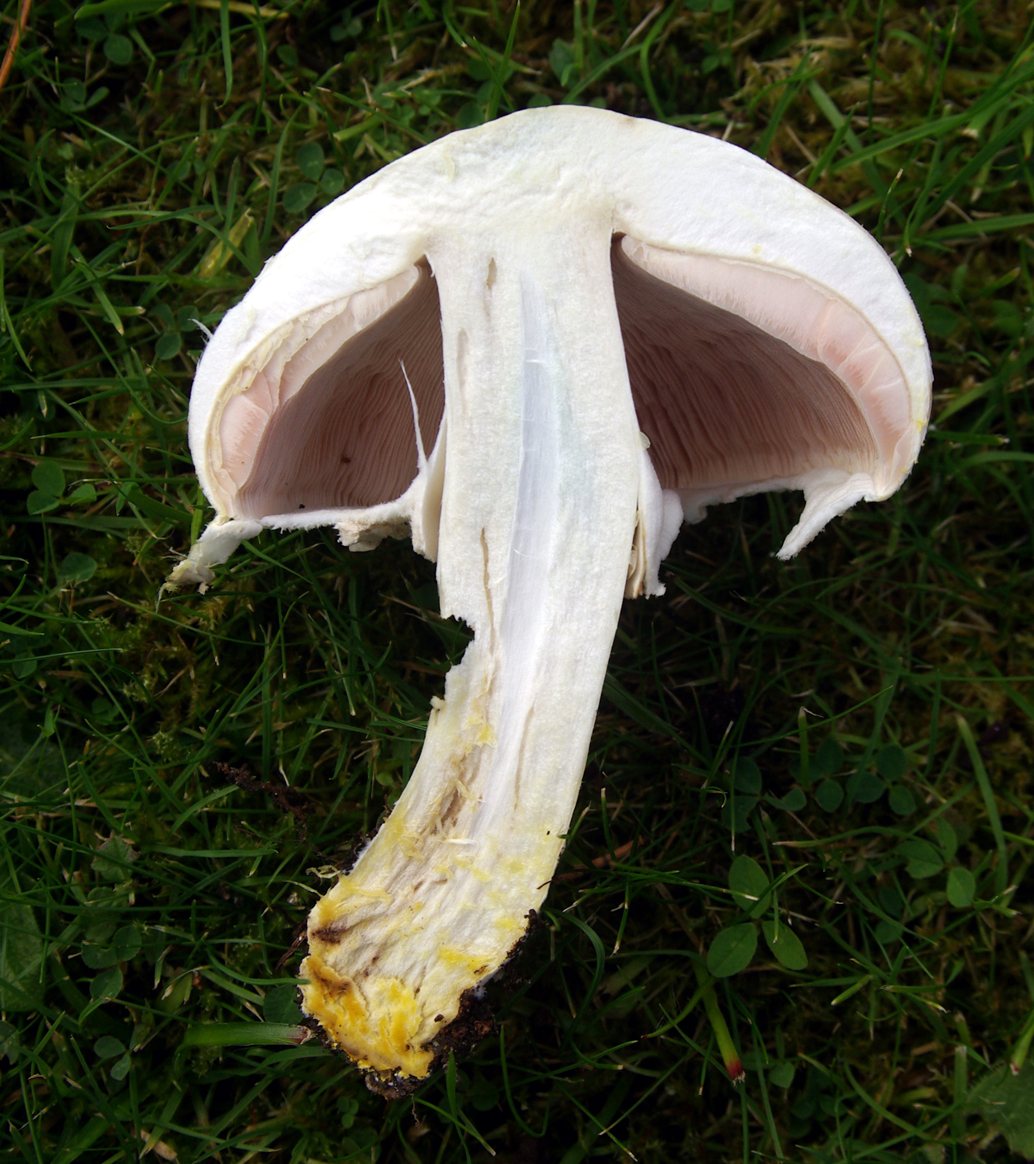 Artfoto von Karbolchampignon aus dem Pilzkatalog