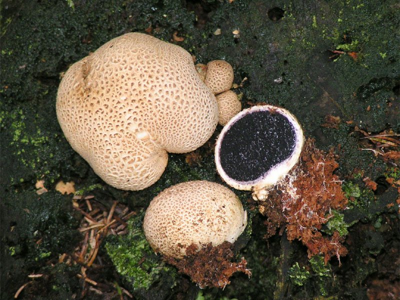Artfoto von Kartoffelbovist aus dem Pilzkatalog
