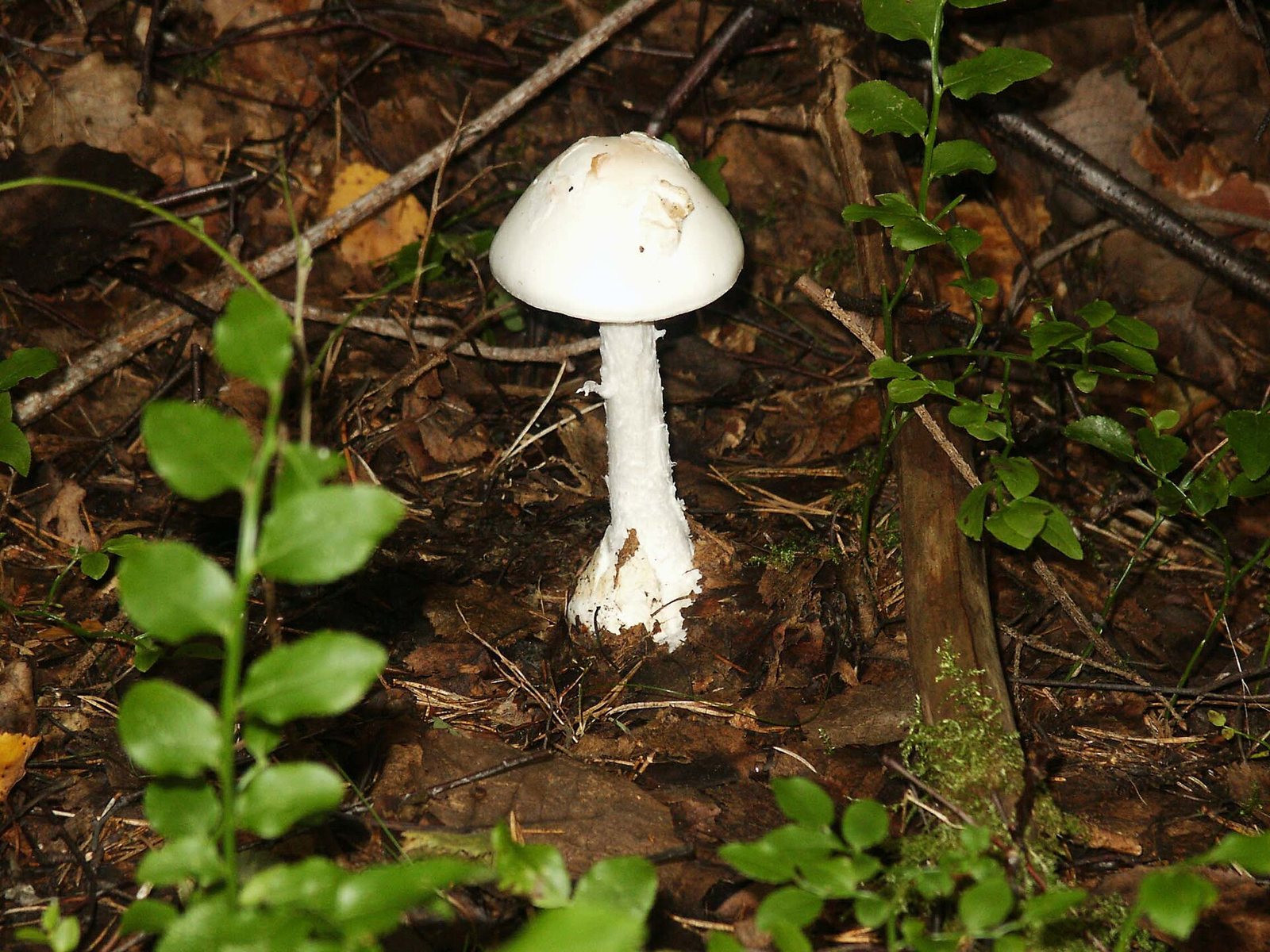 Artfoto von Kegelhütiger Knollenblätterpilz aus dem Pilzkatalog