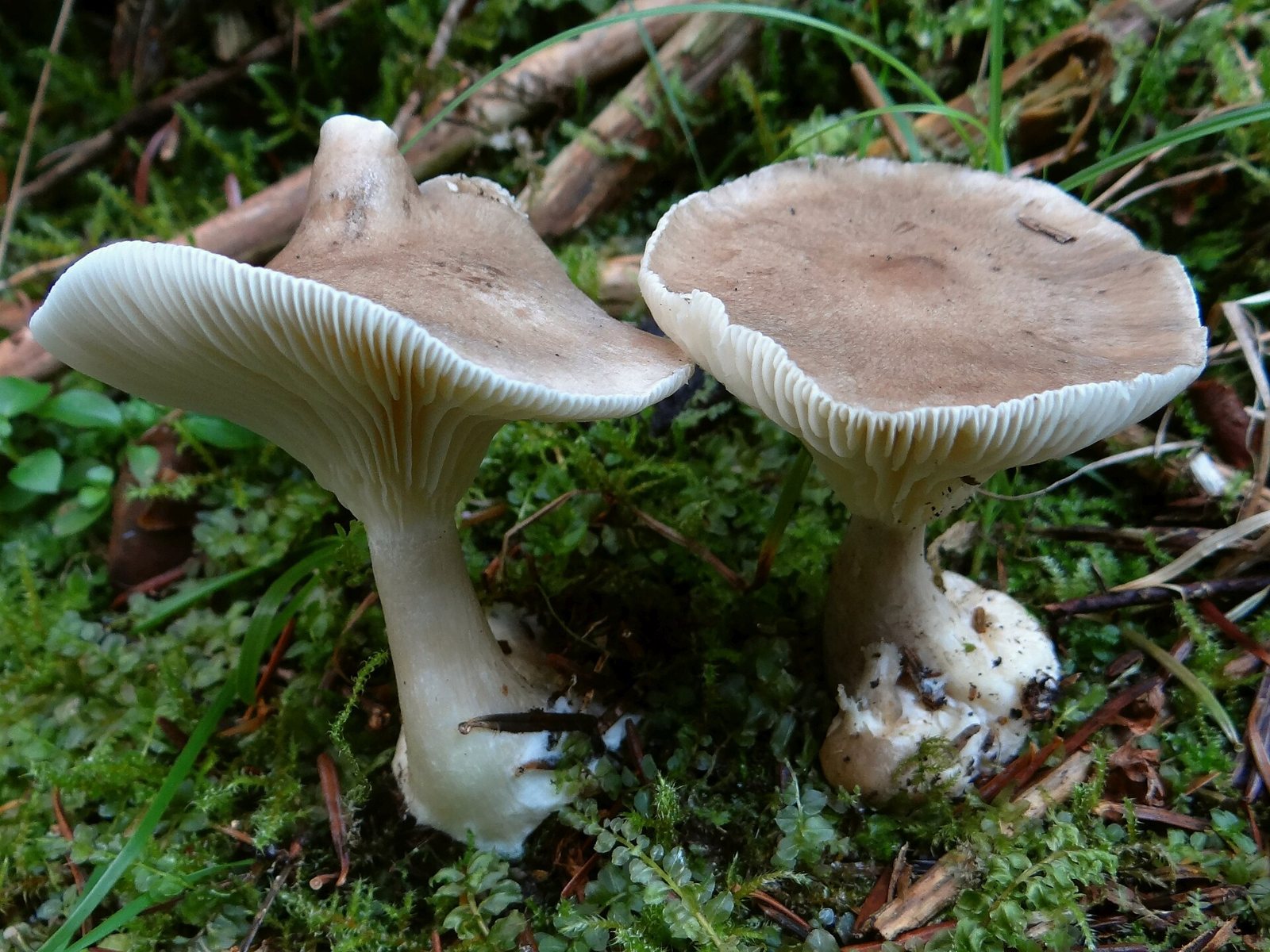 Artfoto von Keulenfußtrichterling aus dem Pilzkatalog