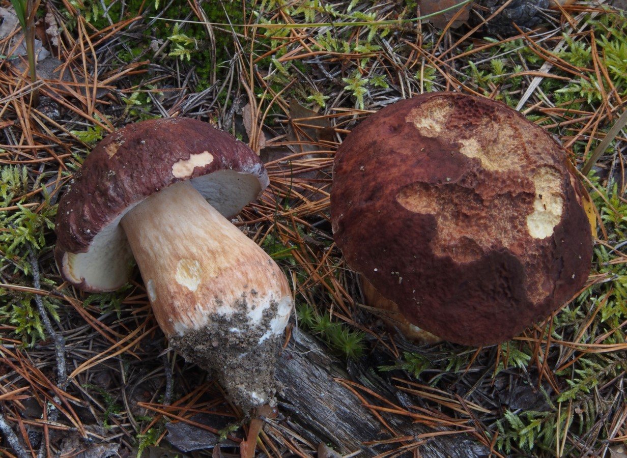 Artfoto von Kiefernsteinpilz aus dem Pilzkatalog