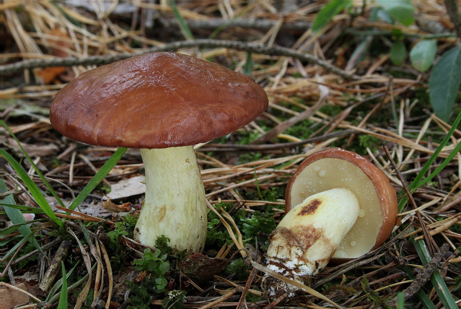 Artfoto von Körnchenröhrling aus dem Pilzkatalog