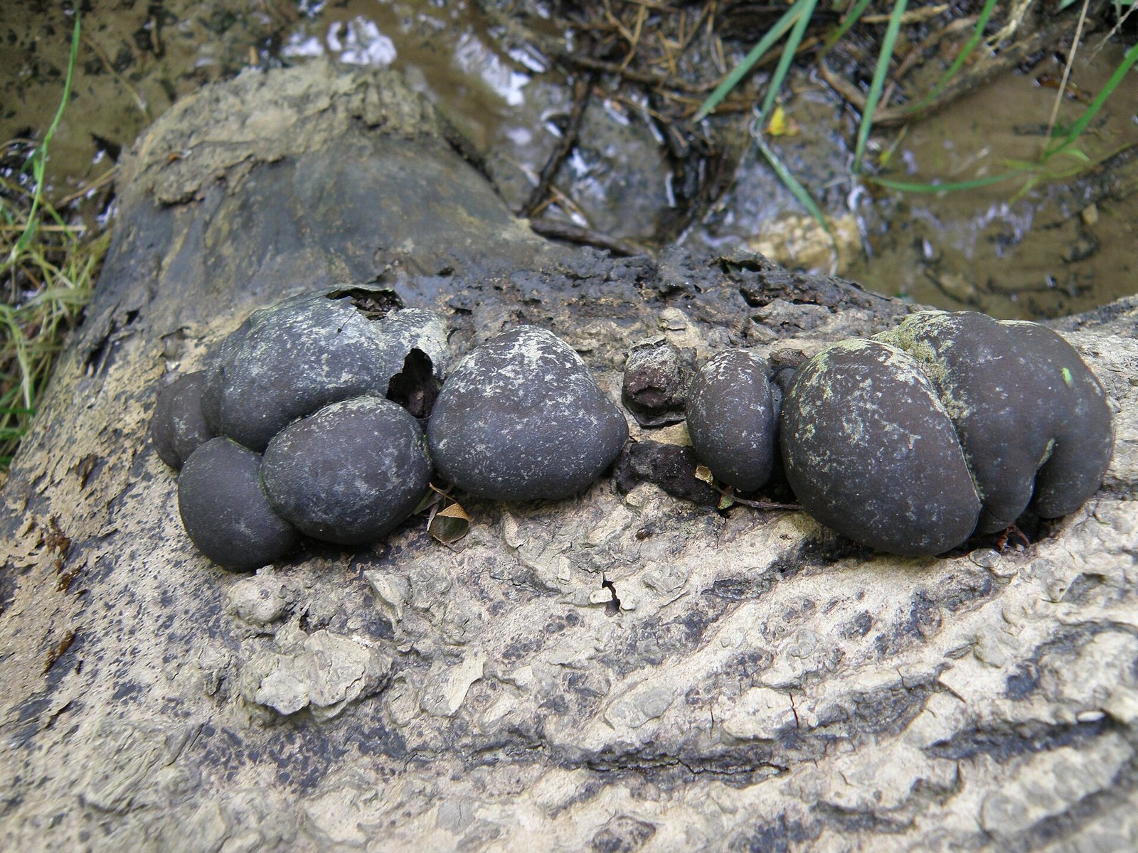 Artfoto von Kohlen-Kugelpilz aus dem Pilzkatalog