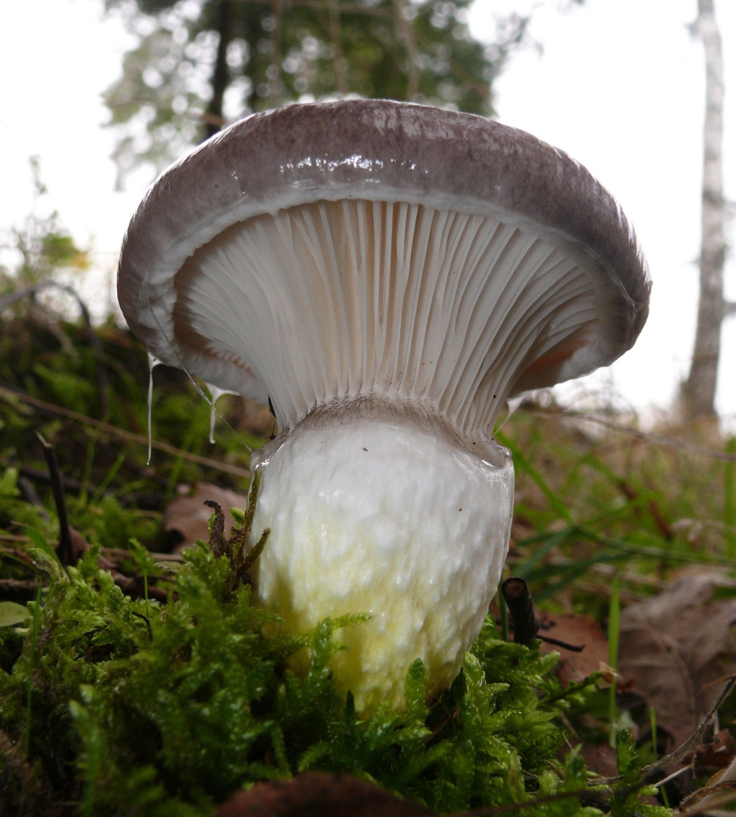 Artfoto von Kuhmaul aus dem Pilzkatalog