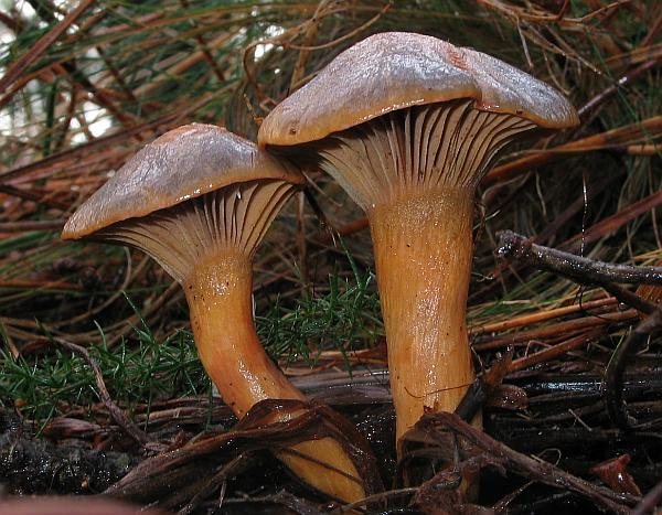 Artfoto von Kupferroter Gelbfuß aus dem Pilzkatalog