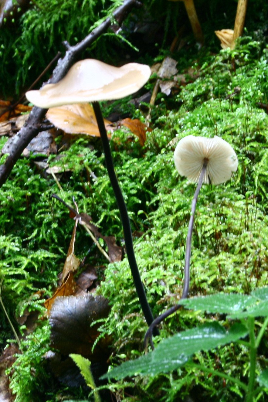 Artfoto von Langstieliger Knoblauchschwindling aus dem Pilzkatalog